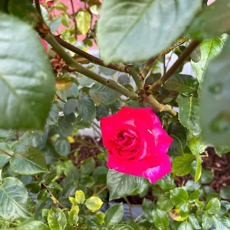 De Charme - W&b House